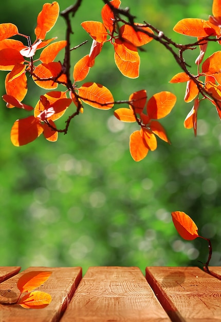 Jesienne jasne tło z drewnianą powierzchnią Żółte czerwono-pomarańczowe liście w bajecznym słonecznym jesiennym lesie