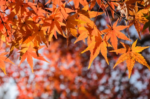 Jesienne kolorowe liście klonu w Japonii