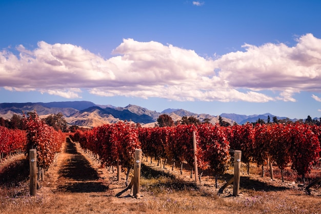 Jesienne kolorowe winnice w kraju winiarskim Marlborough NZ