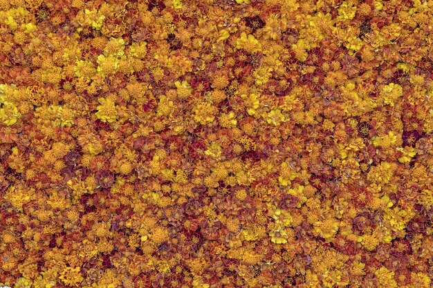 Jesienne kwiaty chryzantemy tło. Jasny i kolorowy dywan kwiatów chryzantem w parku na Ukrainie. Żółty kwiat streszczenie tekstura i tło, z bliska