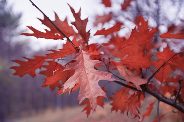 Jesienne liście dębu czerwonego na gałęzi