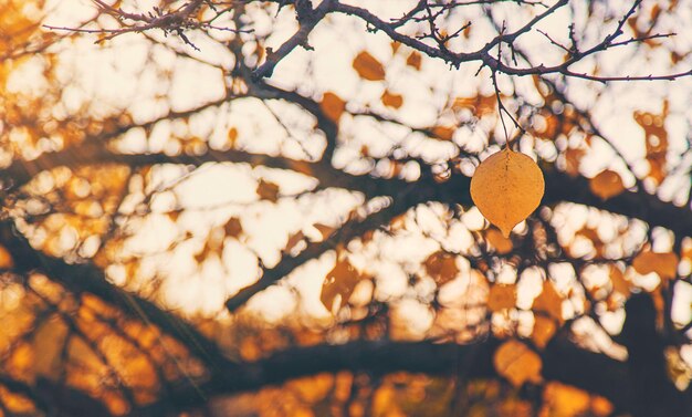 Jesienne liście drzew na tle nieba Selektywna fokus Natura