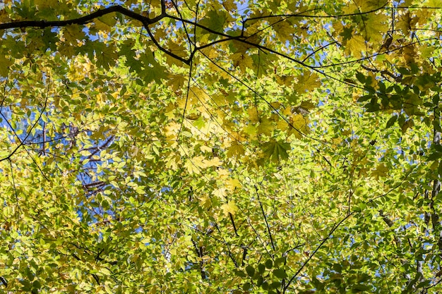 Jesienne liście drzewa Spadek naturalnego tła żółto-pomarańczowo-zielonych liści Sceniczny charakter tła jesiennych liści Wielokolorowe jesienne drzewo liściaste Kolorowe różnobarwne liście w słońcu