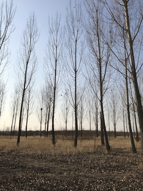 Jesienne liście, jesień, jesień las. Naturalna ścieżka w kierunku tła