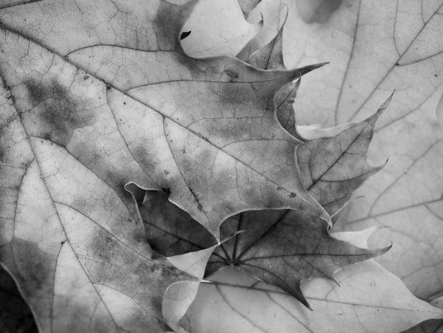 Jesienne liście klonu czarno-białe tło