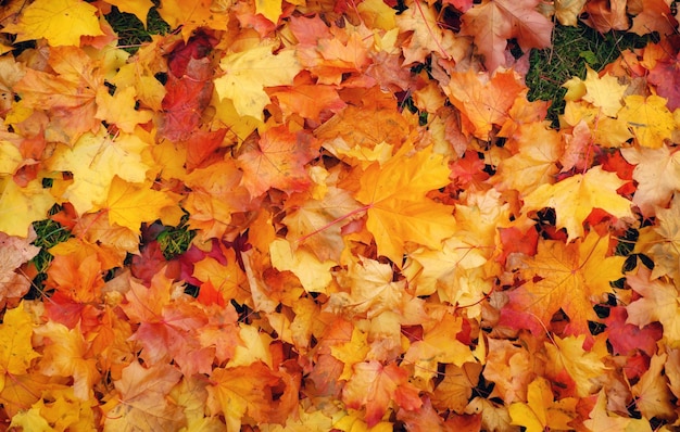 Jesienne liście klonu kolorowe pomarańczowe, czerwone i żółte. Na wolnym powietrzu.