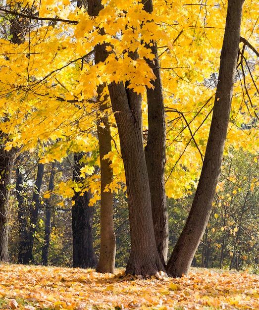 Jesienne liście klonu na drzewach, specyfika jesieni, barwna natura i zmiana koloru na żółty