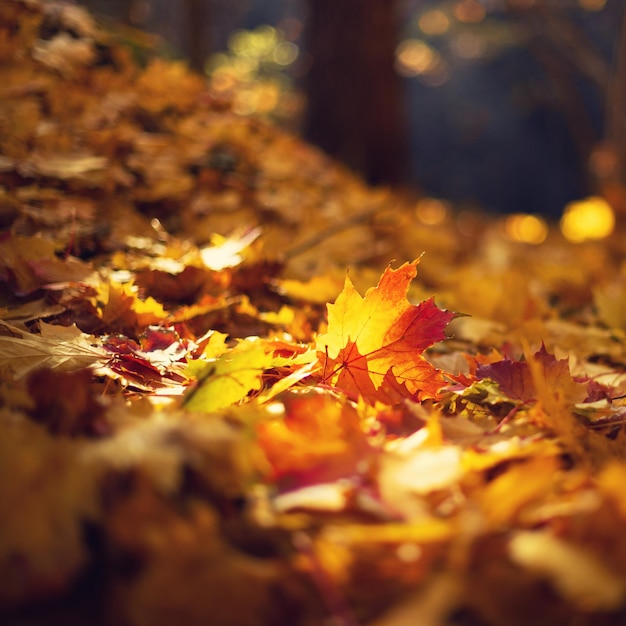 Jesienne liście klonu w świetle słonecznym bokeh Piękna przyroda w tle z podłożem leśnym Transparent Koncepcja sezonu jesiennego Złota karta jesienna