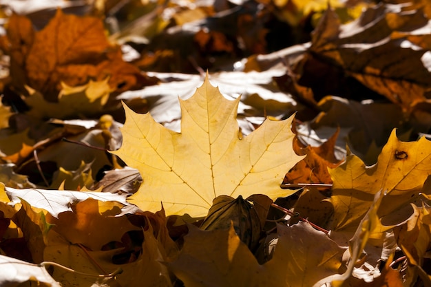 Jesienne liście leżące na ziemi po opadnięciu liści