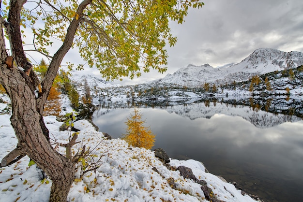 Jesienne liście modrzewia w pobliżu alpejskiego jeziora ze śniegiem