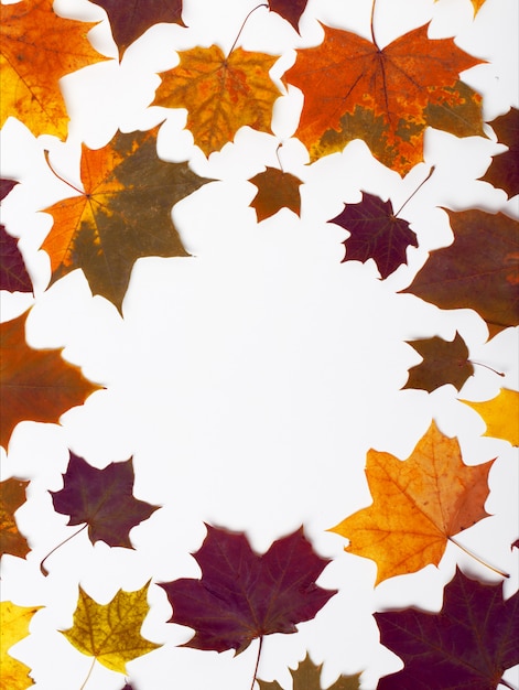 Zdjęcie jesienne liście na białym tle. jesienne liście. jesienna kompozycja