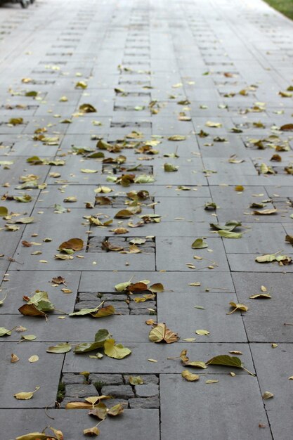 Jesienne liście na chodniku