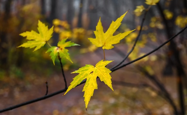 Jesienne liście. Natura pomalowała las jesiennymi kolorami. liście klonu