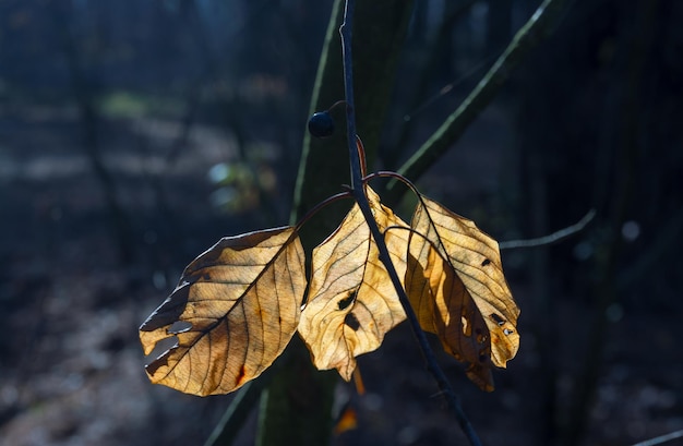 Jesienne liście. Natura pomalowała las jesiennymi kolorami