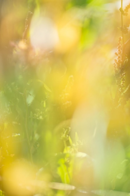 Jesienne liście piękna natura bokeh tle lasu