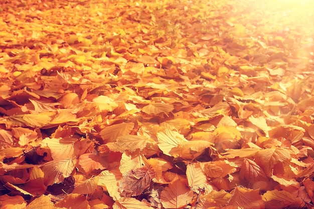 jesienne liście promienie słońca w tle / słoneczny jesienny dzień w tle, piękne jesienne liście w słońcu