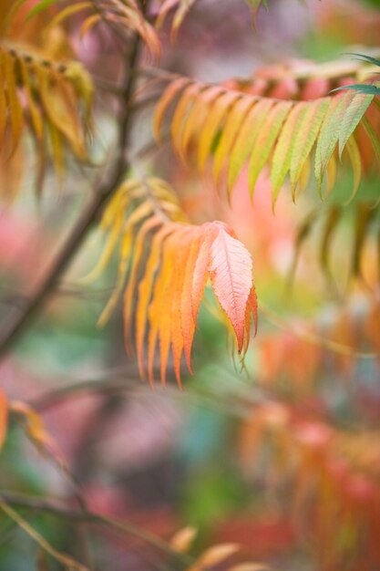 Jesienne liście sumaka jelonka, rhus tuphina