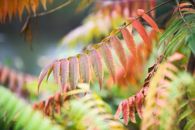 Jesienne liście sumaka jelonka, rhus tuphina