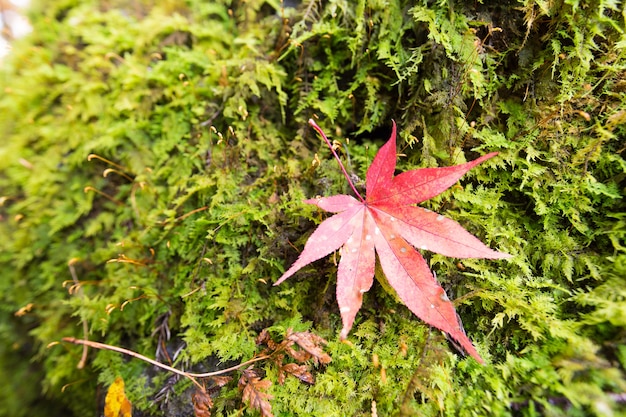 Zdjęcie jesienne liście w japonii