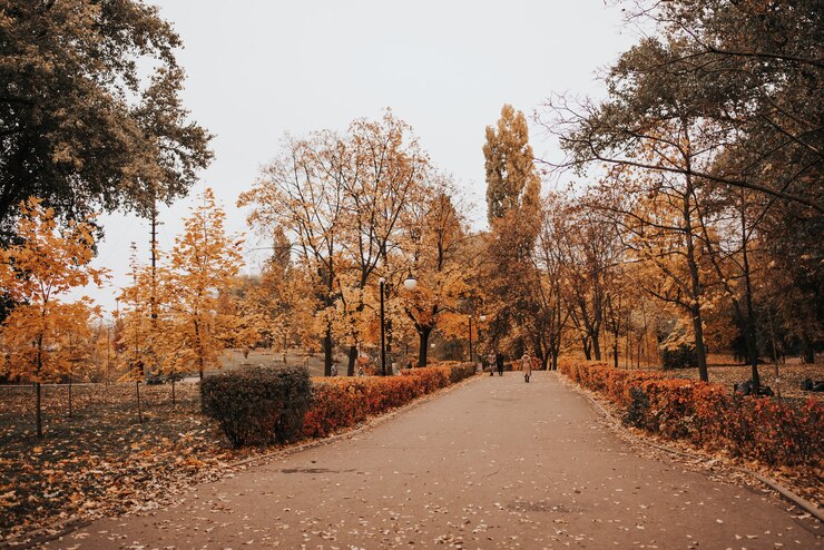 Zdjęcie jesienne liście w przyrodzie parkowej