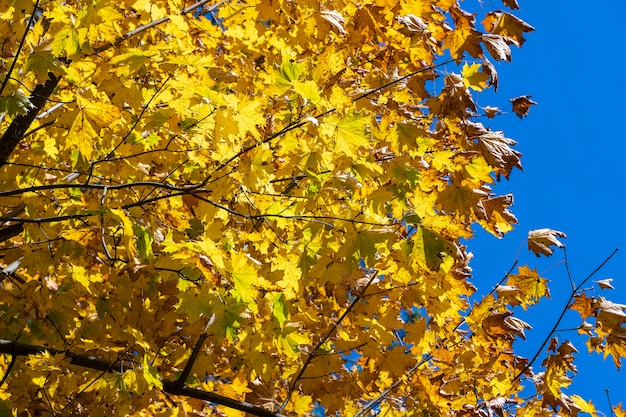 Zdjęcie jesienne liście z bliska drzewa. spadek naturalnego tła żółto-pomarańczowo-zielonych liści. malownicze tło jesiennych liści. wielobarwny jesienny klon. kolorowe, różnobarwne liście w słońcu