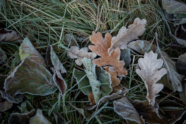 Jesienne liście zbliżenie, naturalne tło