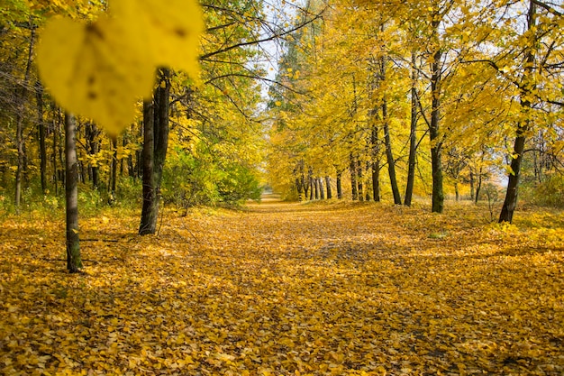 Jesienne opadanie liści w gaju Vinnovskaya Uljanowsk Rosja