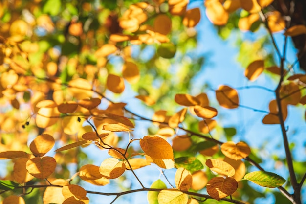 Jesienne, pomarańczowe, wielokolorowe liście na naturalnym tle drzewa jesienią