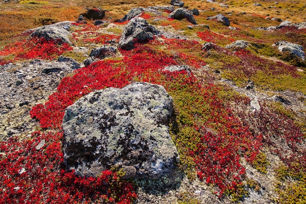 Jesienne rośliny góralskie w Norwegii Gamle Strynefjellsvegen