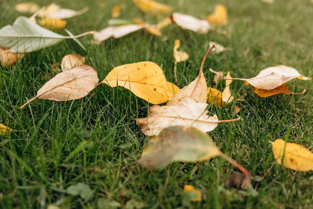 Jesienne suche opadłe kolorowe liście Naturalne tło