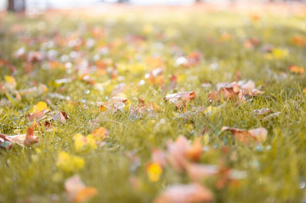 Jesienne tło Liście klonu na zielonej trawie