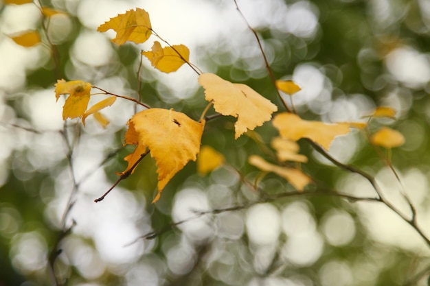 Jesienne tło wapna liści, gałązek i liści. Fragment kolorowego żółtego liścia limonki z rozmytym tłem. Koncepcja jesień natura. Miejsce chronione prawem autorskim na stronę internetową lub logo