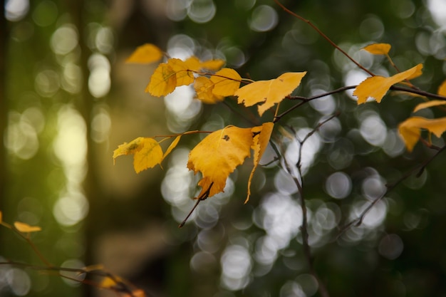 Jesienne tło wapna liści, gałązek i liści. Fragment kolorowego żółtego liścia limonki z rozmytym tłem. Koncepcja jesień natura. Miejsce chronione prawem autorskim na stronę internetową lub logo