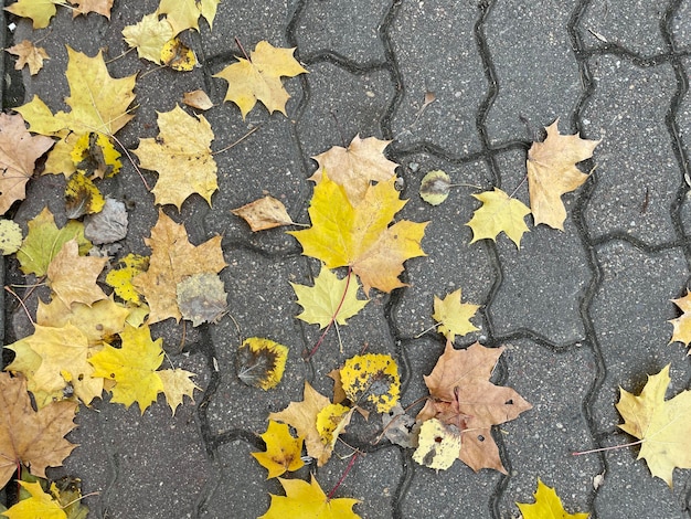 Jesienne tło z wielobarwnymi liśćmi klonu na ziemi.