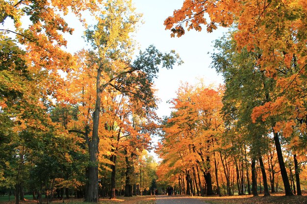 Jesienne wesołe kolory jesiennych drzew radują się ciepłym, jasnym jesiennym słońcem