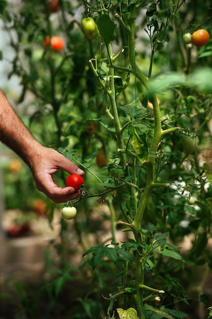 Jesienne zbiory i zbieranie dojrzałych pomidorów w domu przez rolnika w szklarni