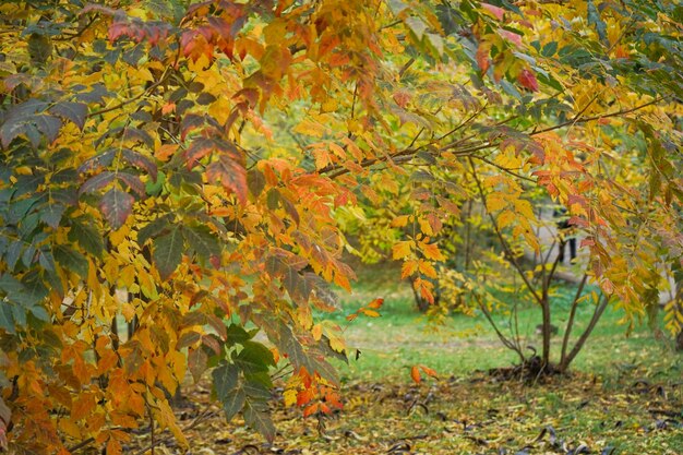 Jesienne żółte liście na zbliżenie drzew