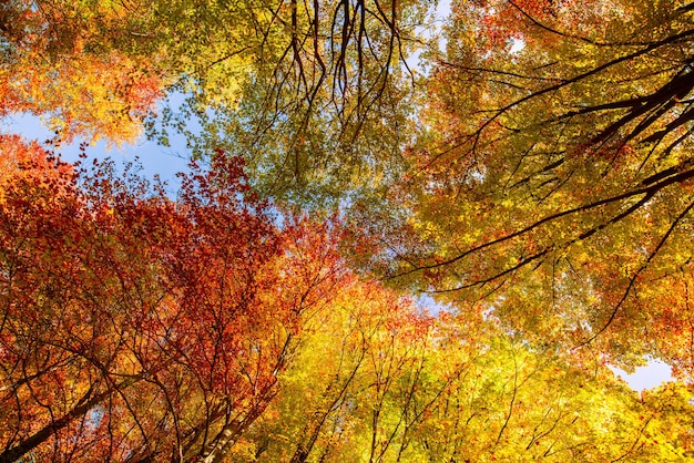Jesienne żółte liście pomarańczy na tle błękitnego nieba. Koncepcja złotej jesieni. Słoneczny dzień, ciepła pogoda