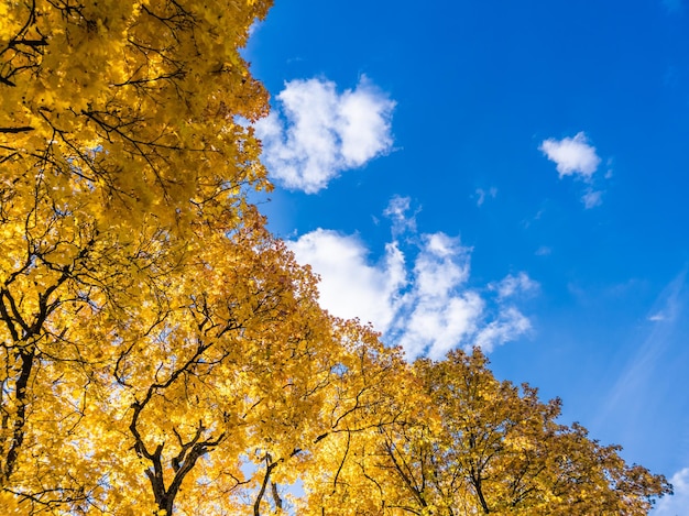 Jesienne żywe żółte liście klonów na błękitnym niebie z białymi chmurami w tle pełnoklatkowy widok w górę od dołu