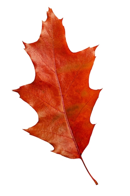 Jesienny czerwony liść dębu na białym tle