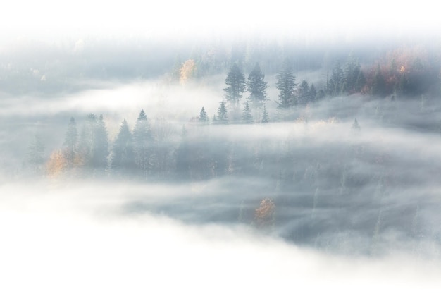Jesienny dziki las we wschodzącej mgle i chmurach