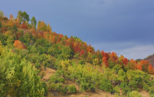 jesienny kolorowy stok z drzewami
