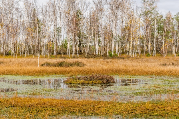 Zdjęcie jesienny krajobraz bagien. małe jezioro z wyspami bagiennymi. park narodowy jelnia, białoruś