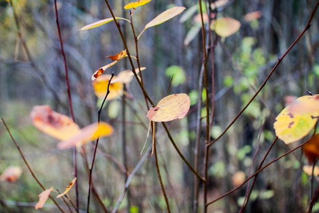 Jesienny krajobraz. Dywan z żółtych, brązowych, pomarańczowych suszonych liści pod jesiennym słońcem