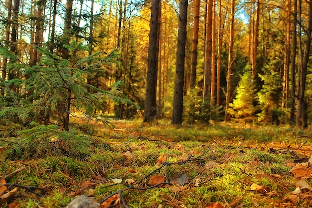 jesienny krajobraz lasu tajgi, widok natury jesień w górach