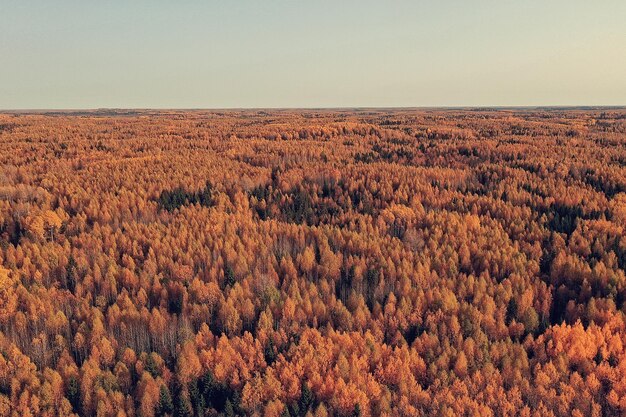 jesienny krajobraz leśny, widok z drona, zdjęcie z lotu ptaka z lotu ptaka w październikowym parku