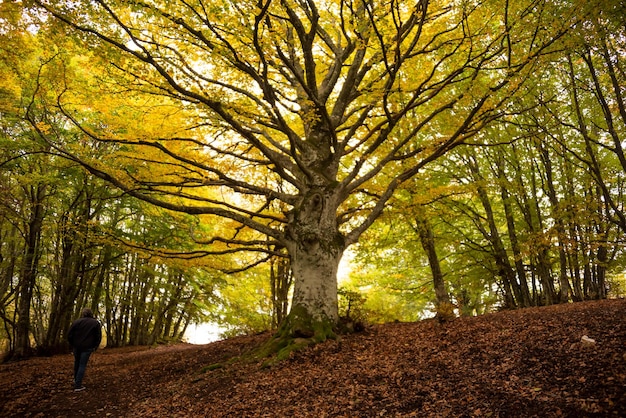 Jesienny krajobraz leśny z kolorowymi drzewami i roślinami