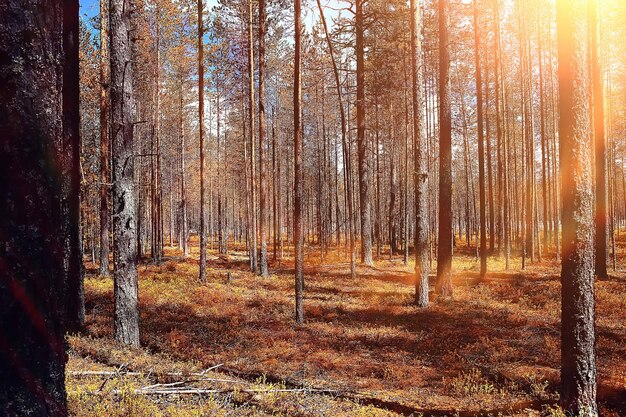 Jesienny Krajobraz Leśny / żółty Las, Drzewa I Liście Październikowy Krajobraz W Parku