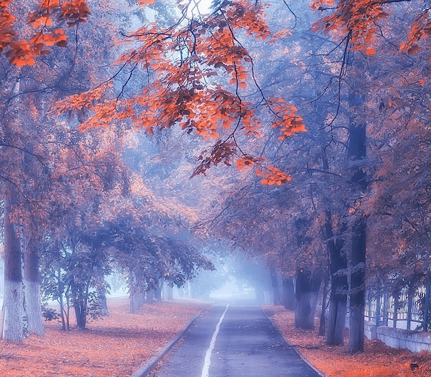 jesienny krajobraz miasta mgła / październik w mieście, mgła, jesienna deszczowa pogoda, aleja drzew w mieście