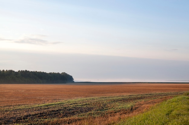 Jesienny krajobraz na polu w pobliżu lasu i nieba, na polu rośnie sucha trawa i inne rośliny